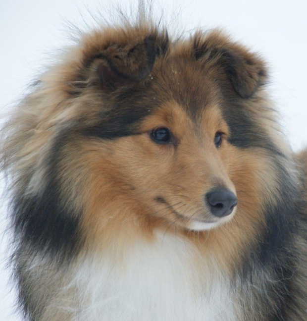 AUDREY Amber Sun FCI, sheltie,owczarek sztlandzki,www.ambersun-sheltie.pl #AUDREYAmberSunFCI #sheltie #OwczarekSztlandzki