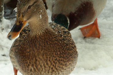 Nad Czarną Hańczą #kaczka #kaczki #kaczor #ptak #ptaki #zima #rzeka #Suwałki #CzarnaHańcza