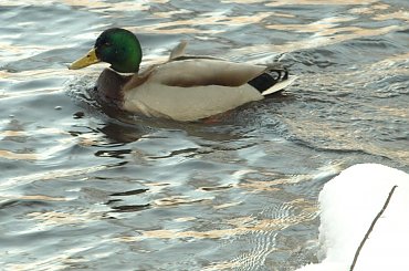 Nad Czarną Hańczą #kaczka #kaczki #kaczor #ptak #ptaki #zima #rzeka #Suwałki #CzarnaHańcza