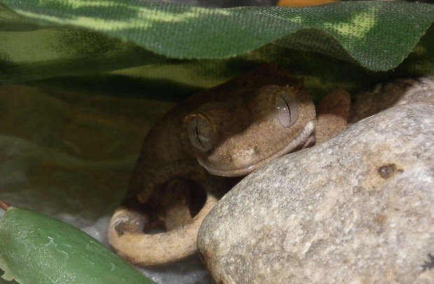 #RhacodactyusCiliatus #CrestedGecko #GekonOrzęsiony