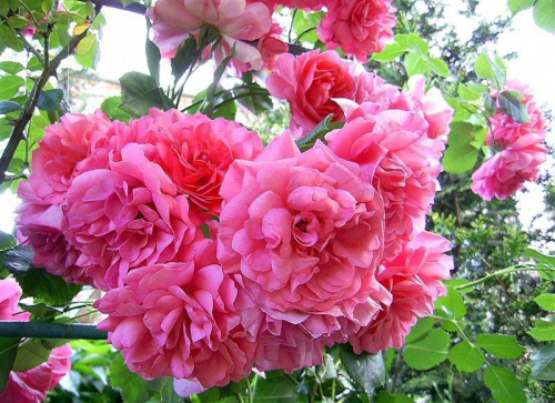 Róże w moim ogrodzie #kwiaty #róże #przyroda #ogrod