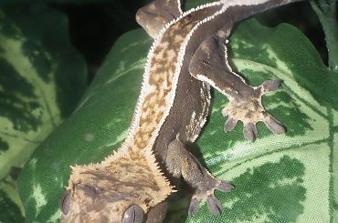#RhacodactylusCiliatus #CrestedGecko #GekonOrzęsiony
