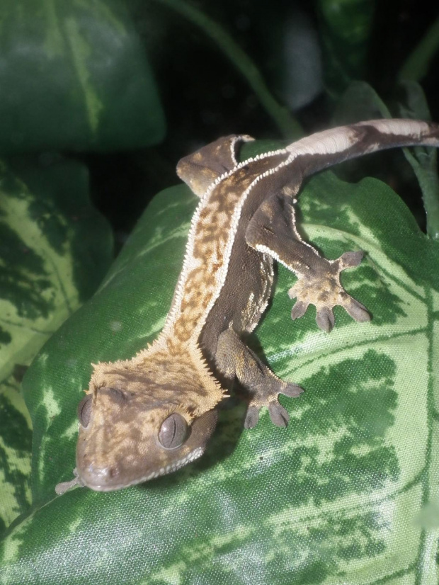 #RhacodactylusCiliatus #CrestedGecko #GekonOrzęsiony