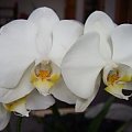 Phalaenopsis biała