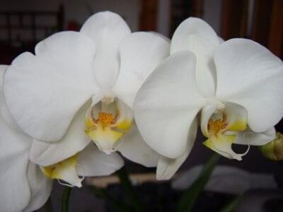 Phalaenopsis biała