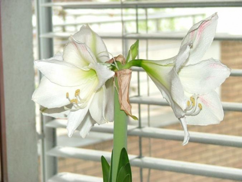 odmiana 'Limona' - 30 kwietnia 2008 #amarylis #Hippeastrum #hydroponika #Limona