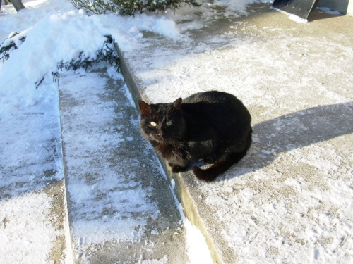 wlazł kotek na schodek i mruga:)))) #zima