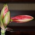 odmiana 'Double Dragon' - 22 stycznia 2009 #amarylis #DoubleDragon #Hippeastrum #hydroponika