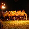 cyrk Zalewski zakaz kopiowania zdjęć zapraszamy na www.cyrk-fan.com zapraszamy #CyrkZalewski