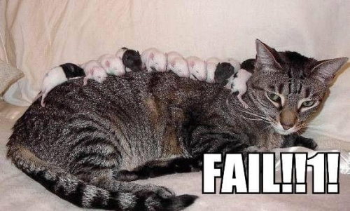 Cats cat fail o rly