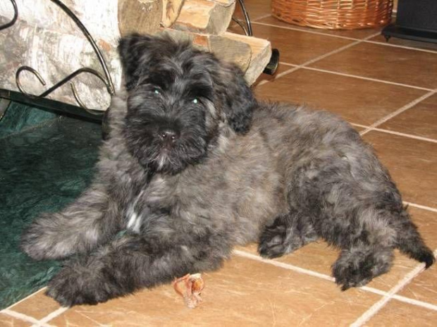 LESER Breldream/Bouvier des Flandres/ #BouvierDesFlandres #Breldream #LESERBreldream