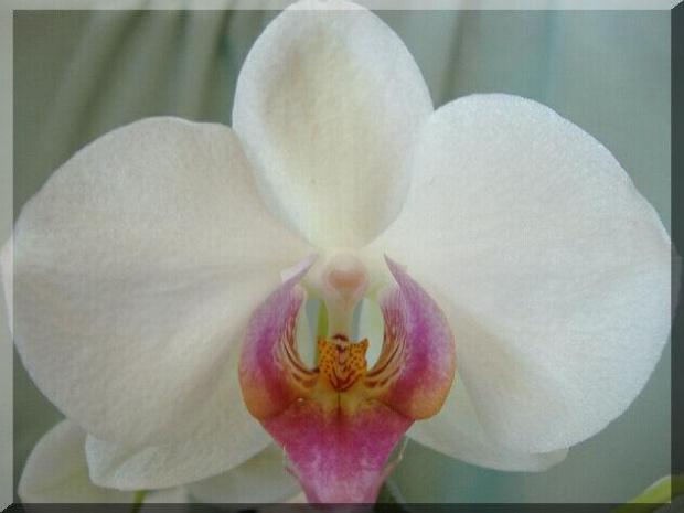 Phalaenopsis