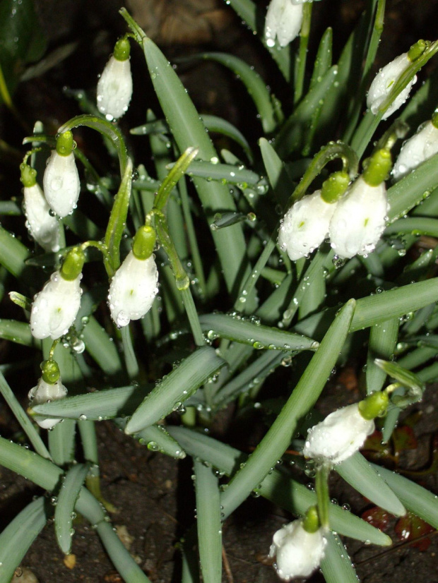 Śnieżyczka przebiśnieg,Galanthus nivalis L.,gatunek rośliny należący do rodziny amarylkowatych, typowy dla rodzaju Galanthus. W naturze znany z lasów południowej i środkowej Europy, jednak szeroko rozpowszechniony poza zwartym zasięgiem jako roślina oz...