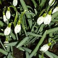 Śnieżyczka przebiśnieg,Galanthus nivalis L.,gatunek rośliny należący do rodziny amarylkowatych, typowy dla rodzaju Galanthus. W naturze znany z lasów południowej i środkowej Europy, jednak szeroko rozpowszechniony poza zwartym zasięgiem jako roślina oz...