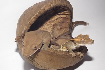 #RhacodactylusCiliatus #CrestedGecko #GekonOrzęsiony