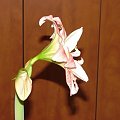 odmiana 'Aphrodite' - 3 lutego 2009 #amarylis #Aphrodite #Hippeastrum #hydroponika