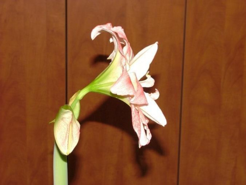 odmiana 'Aphrodite' - 3 lutego 2009 #amarylis #Aphrodite #Hippeastrum #hydroponika