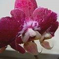 orchidea #Storczyk #orchidea