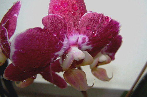 orchidea #Storczyk #orchidea