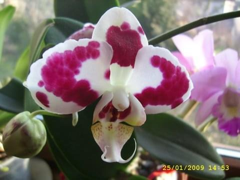 Phal. Ever Spring