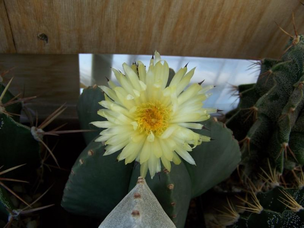 Astrophytum myriostigma v. nudum