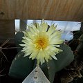 Astrophytum myriostigma v. nudum