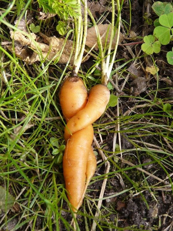 zakochane marchewki #ogród