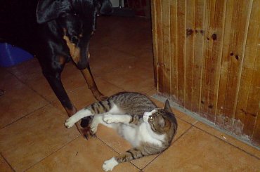 horse, cat, dog, doberman, pies, suka, alaskan malamute, mieszaniec, konie, koń, śmieszne, funny #horse #cat #dog #doberman #pies #suka #AlaskanMalamute #mieszaniec #konie #koń #śmieszne #funny