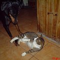 horse, cat, dog, doberman, pies, suka, alaskan malamute, mieszaniec, konie, koń, śmieszne, funny #horse #cat #dog #doberman #pies #suka #AlaskanMalamute #mieszaniec #konie #koń #śmieszne #funny