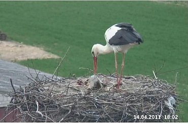 Jest... i pracuje #Gniazda