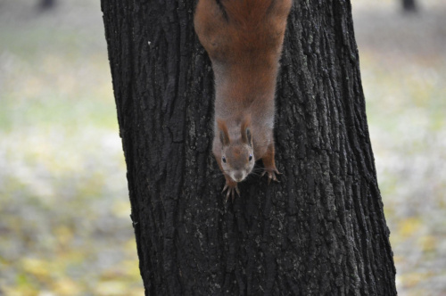 Wiewiórka pospolita w parku Praskim #natura #przyroda #Zwierzęta #Wiewiórka #park #praski #praga #warszawa