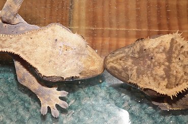 #CrestedGecko #GekonOrzęsiony #RhacodactylusCiliatus
