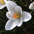 Biały krokus #Kwiat #biały #krokus