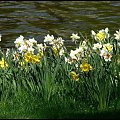 #kwiaty #Łazienki #tulipany #wiosna #Wiosna2011