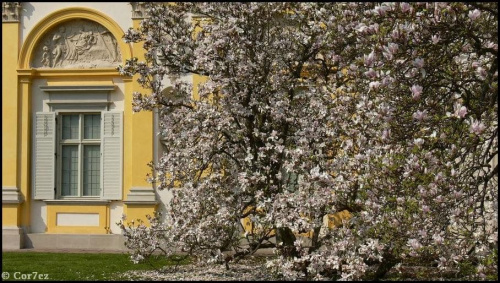 #kwiaty #ParkWilanowski #tulipany #Wilanów #wiosna #Wiosna2011