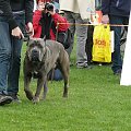 #CaneCorso #psy #wystawa