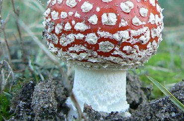 Amatorski muchomor #grzyby #muchomor