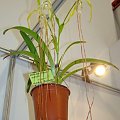 Phragmipedium wallisii