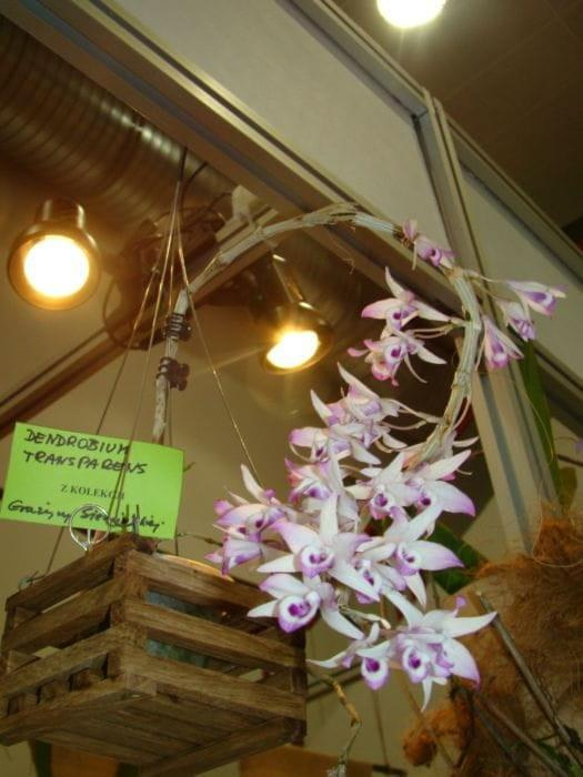 Dendrobium transparens