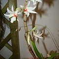 Dendrobium