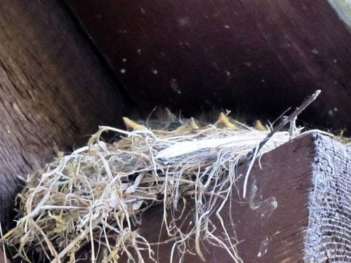 Kopciuszki - pisklęta w gnieździe