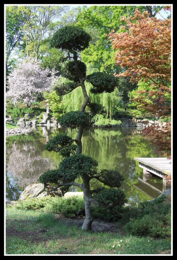 bonsai - Ogród Japoński we Wrocławiu