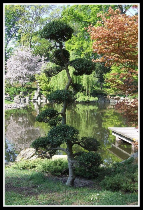 bonsai - Ogród Japoński we Wrocławiu