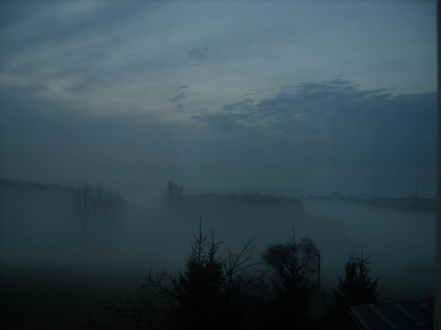 #widok #mgła #las #wiosna
