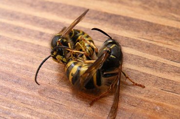 ,,69'' #osy #makro #ficiol007