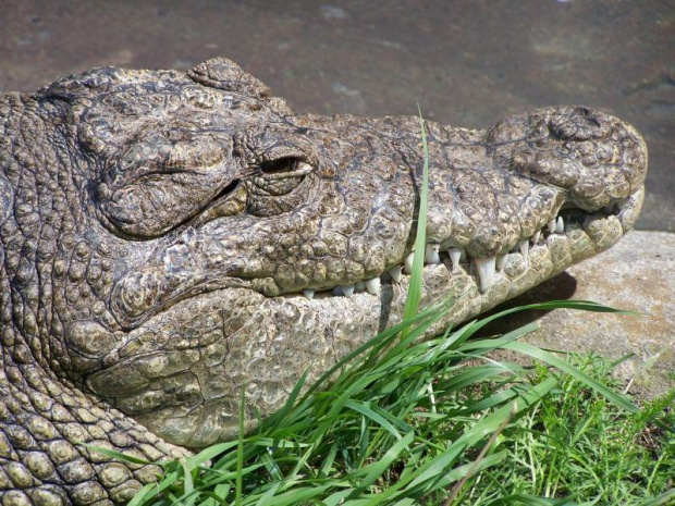 #krokodyl #zwierzęta #ficiol007