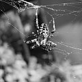 pajączki #pająk #makro #ficiol007