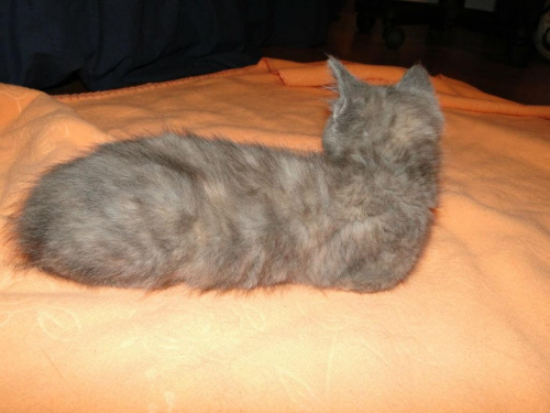 Koty do adopcji