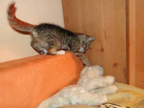 Koty do adopcji