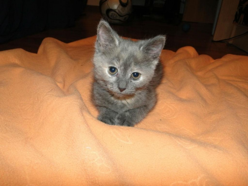 Koty do adopcji